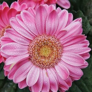 Meet your Posher, Bobbie